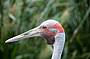 Brolga